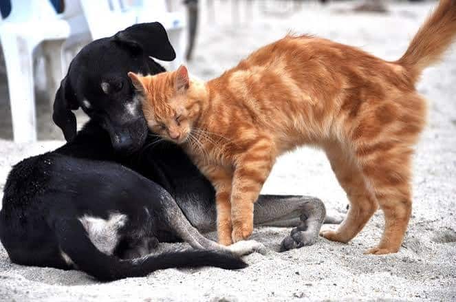 Animaux errants